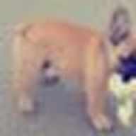 Koinuさんのアイコン画像