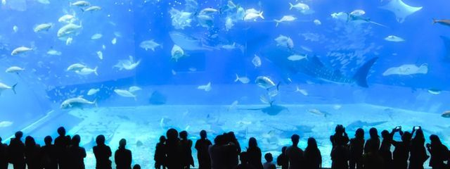 飛びたかったペンギンさんの壁紙画像