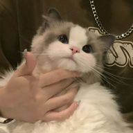 Vlks.さんのアイコン画像