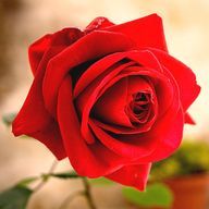 knpr.kyさんのアイコン画像