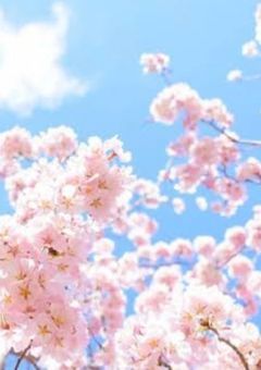 桜の下で出会った君は___。