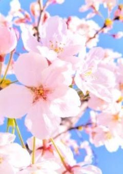 優しすぎる君の裏。