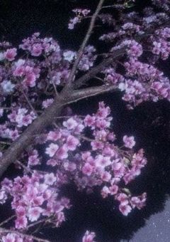 もう咲かないのか