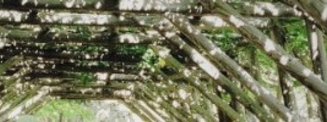 嶽きみさんの壁紙画像
