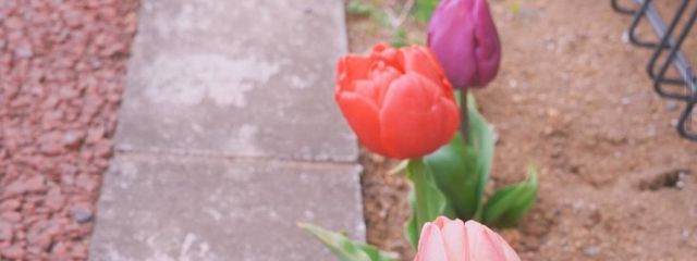 ❥ 華花さんの壁紙画像