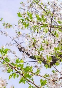 葉桜の舞う季節