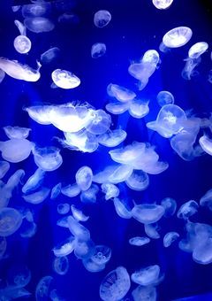 むやみにフラッシュを焚かないように【新雑談部屋】