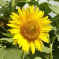 Endo Mameさんのアイコン画像