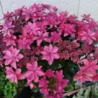 翡翠さんのアイコン画像