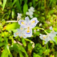 dhilyuさんのアイコン画像