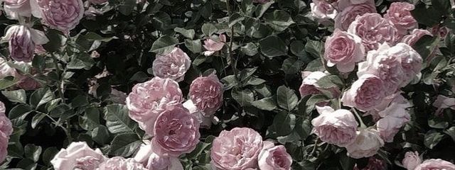 ❀˖°さんの壁紙画像