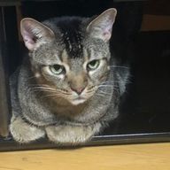 テツナ🐈‍⬛🍀さんのアイコン画像