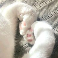 イッヌさんのアイコン画像