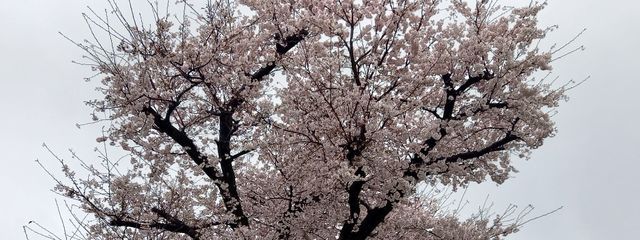 影狼@投稿亀さん🐢ですm(*- -*)mｽ･ｽｲﾏｾｰﾝさんの壁紙画像