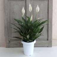 SEVEN***さんのアイコン画像