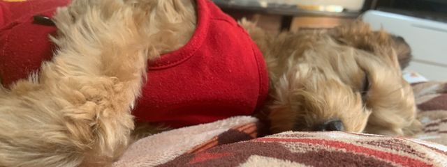 こもさんの壁紙画像