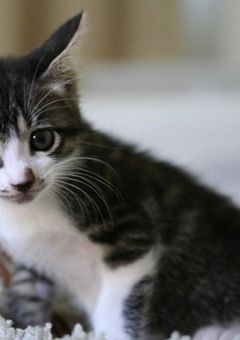 ごしゅじんさまっ！おかえりっ！