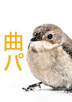 曲パ（オリジナル）（夢小説あり）