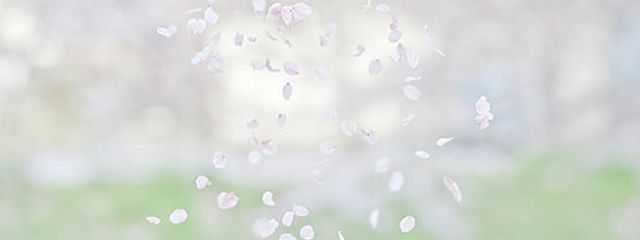 べにさんの壁紙画像
