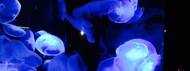 ひなさんの壁紙画像