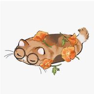 めがねねこさんのアイコン画像