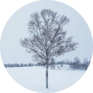 有島武郎さんのアイコン画像