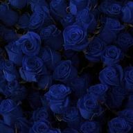 💙さんのアイコン画像