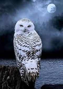 【あにはい】フクロウの布団から