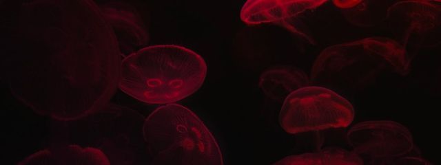 ながいもさんの壁紙画像