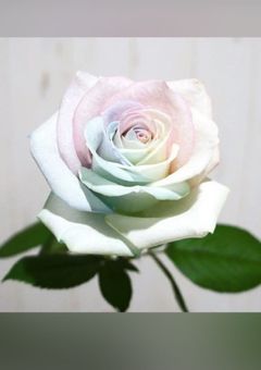 逃げることしか出来ません-逃走中です-