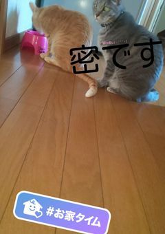 参加型関係。宣伝。