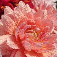 ARUNE(読み専アカ)さんのアイコン画像