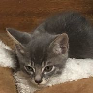 セル🫧✨🥪さんのアイコン画像