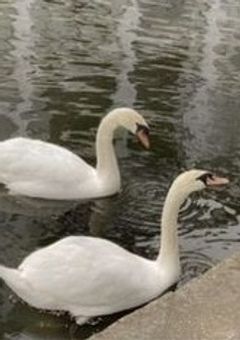 きぬのささやき