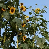 はーるさんのアイコン画像