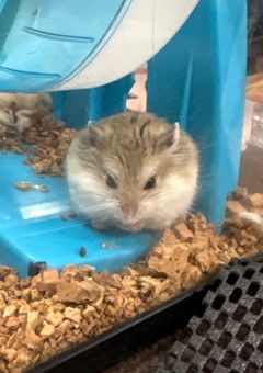 恋神心愛の新作速報コーナー