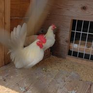 庭戸李さんのアイコン画像