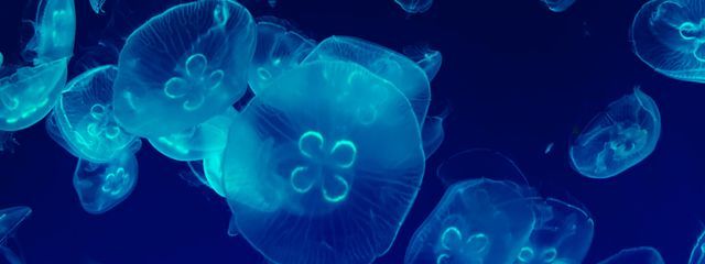 🐟きくら🪼(元なまざかな。)さんの壁紙画像