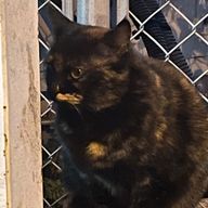 コウロさんのアイコン画像