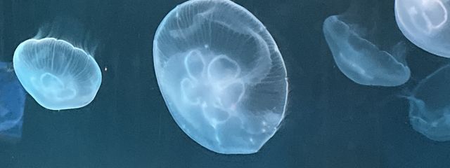 Harua*.さんの壁紙画像