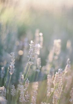 ラベンダーが咲く頃