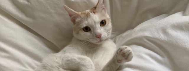 彗星ライさんの壁紙画像