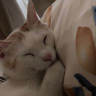 彗星ライさんのアイコン画像