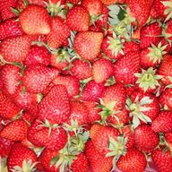 いちご🍓さんのアイコン画像
