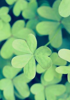 ３回、ひと目惚れ