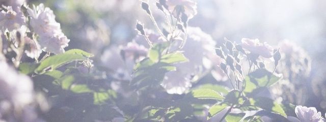 むちゃさんの壁紙画像