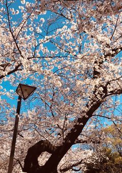 （花開宅の）ぶいぽすの日常2nd！！