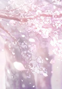 ／　舞う桜と共に貴方は　．