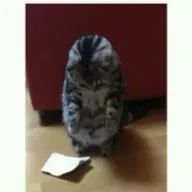 ななさんのアイコン画像