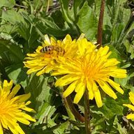 やっさんさんのアイコン画像